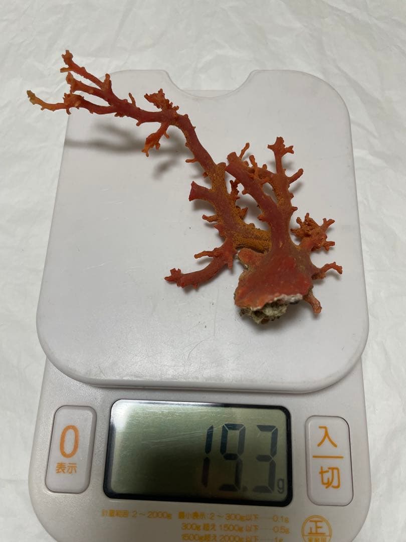赤珊瑚原木の置物