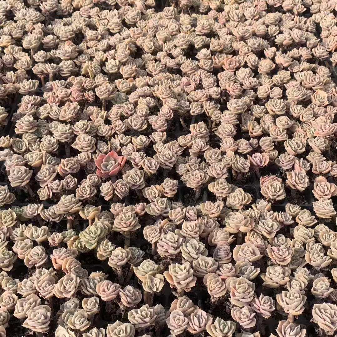 Top【選抜株】多肉植物　21740ロメオ　128個　プラグトレー苗