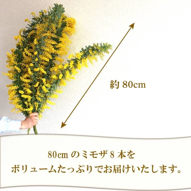 ミモザ切り花 80cm 8本セット 140サイズ