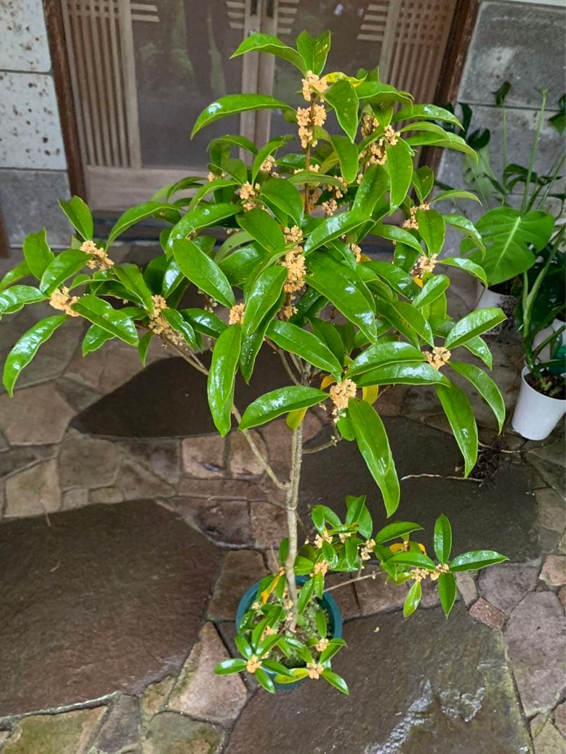 金木犀  蕾が沢山