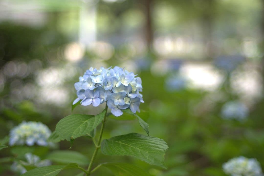 レンズ(単焦点) NIKON NIKKOR 50mm f/1.4 Ai