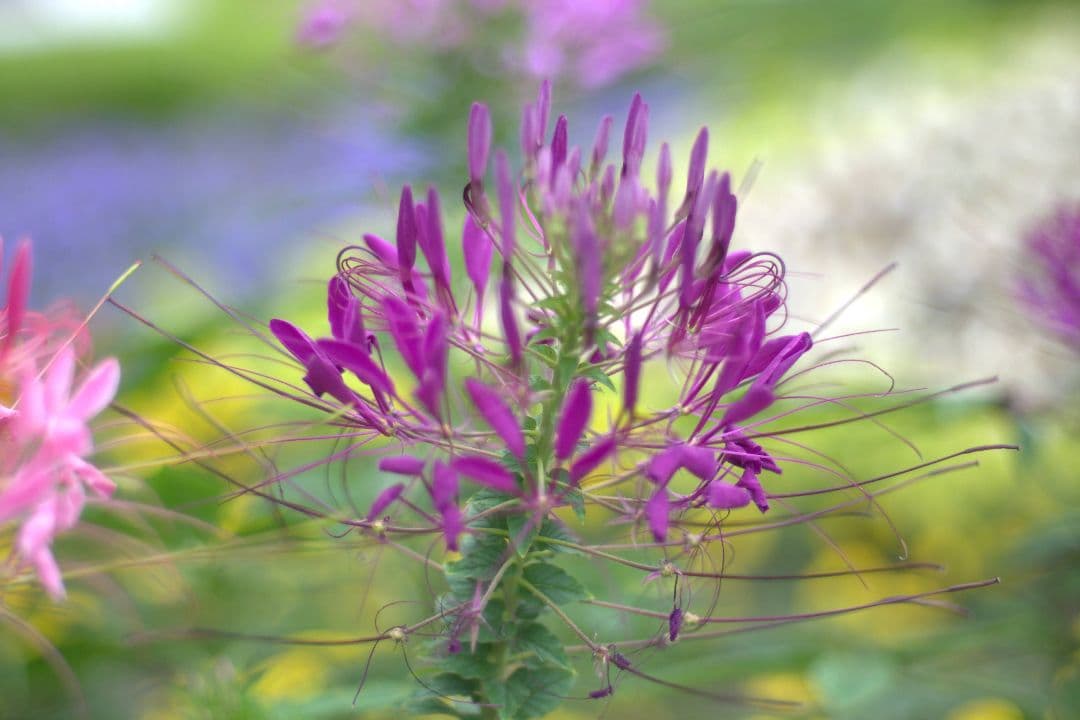 レンズ(単焦点) NIKON NIKKOR 50mm f/1.4 Ai