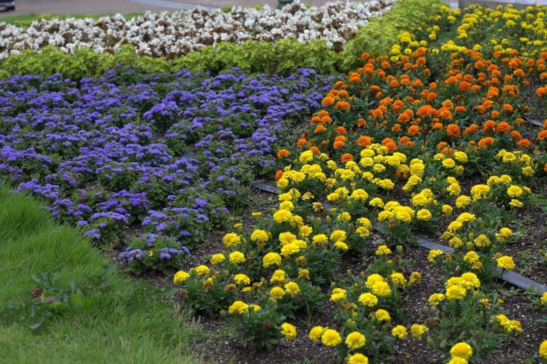 レンズ(単焦点) NIKON NIKKOR 50mm f/1.4 Ai