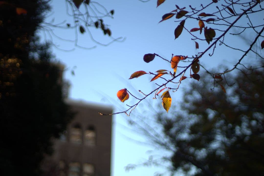 レンズ(単焦点) NIKON NIKKOR 50mm f/1.4 Ai