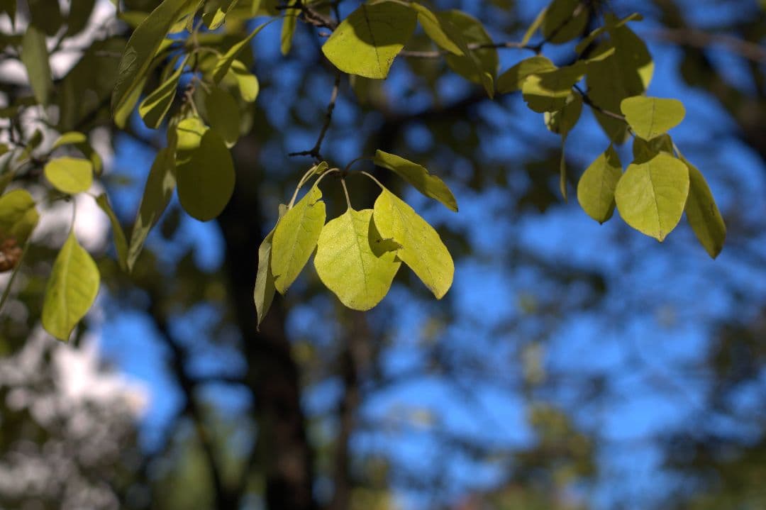 レンズ(単焦点) NIKON NIKKOR 50mm f/1.4 Ai