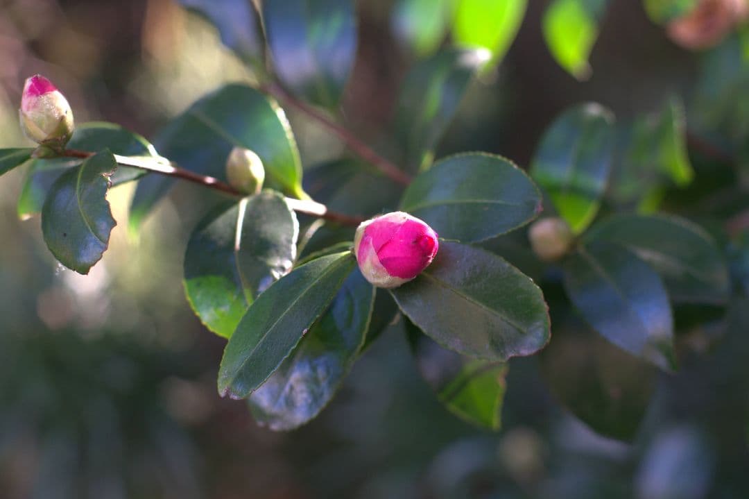 レンズ(単焦点) NIKON NIKKOR 50mm f/1.4 Ai