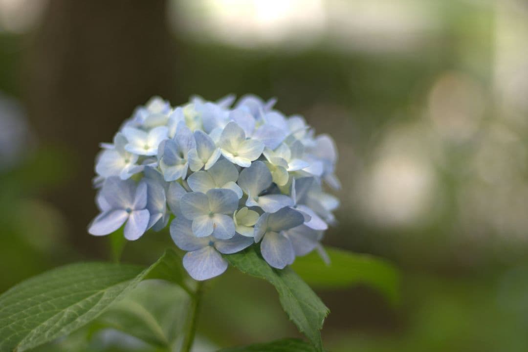 レンズ(単焦点) NIKON NIKKOR 50mm f/1.4 Ai