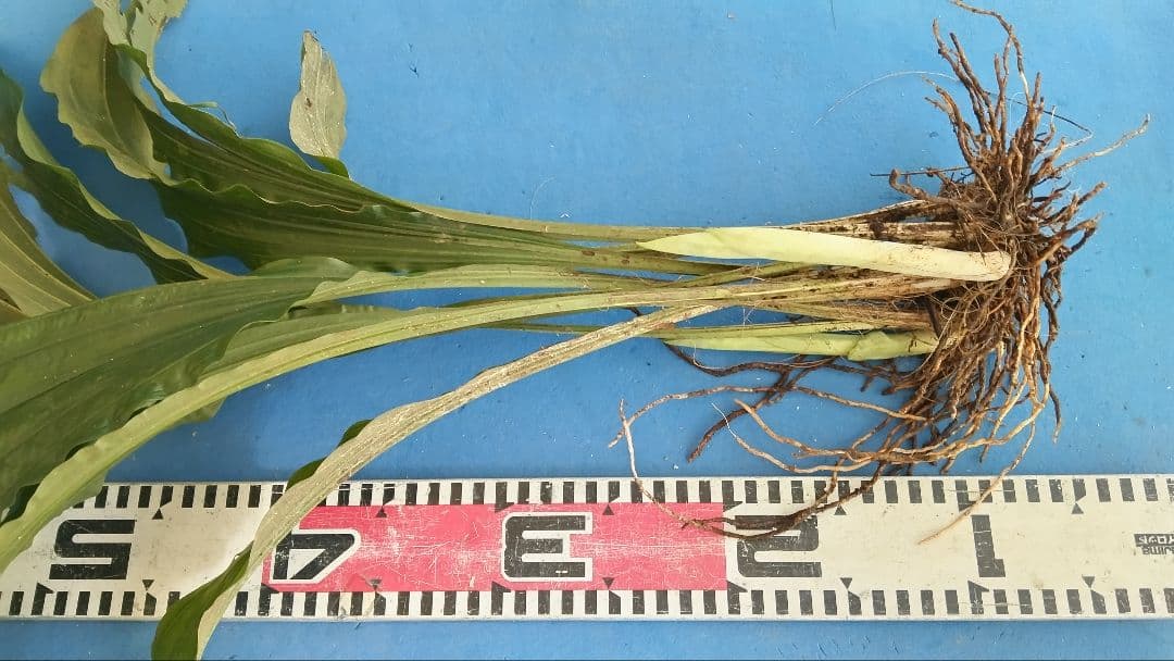 エビネラン、オニキリシマ成木株物花芽付き