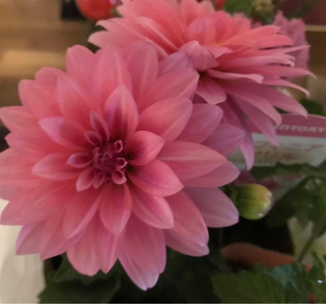 高砂人形 一刀彫/ガラスケース・人形用の箱付き