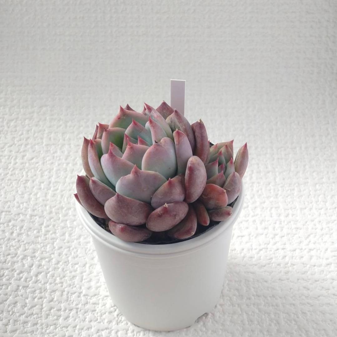 colorata Nahuara ナウアラ　実生苗　エケベリア　多肉植物 ⑩