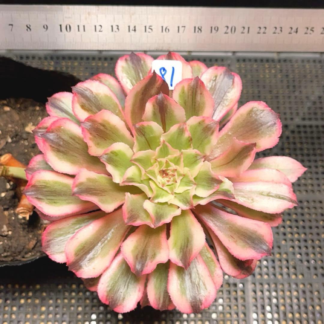 81#多肉植物アエオニウム錦❤️ 皺葉仙墨 ❤️1大頭1小頭14cm 鉢土付き