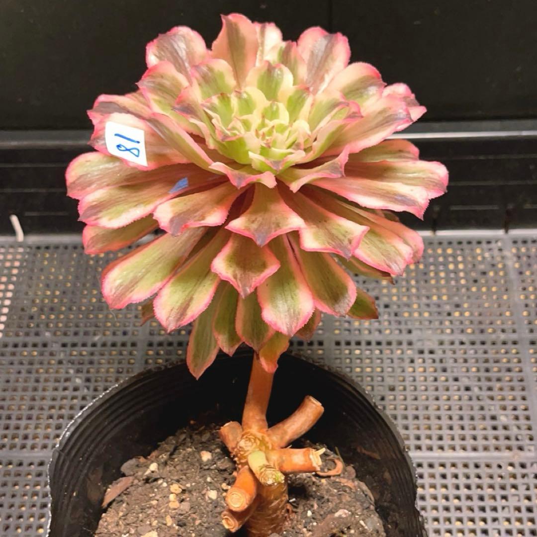 81#多肉植物アエオニウム錦❤️ 皺葉仙墨 ❤️1大頭1小頭14cm 鉢土付き
