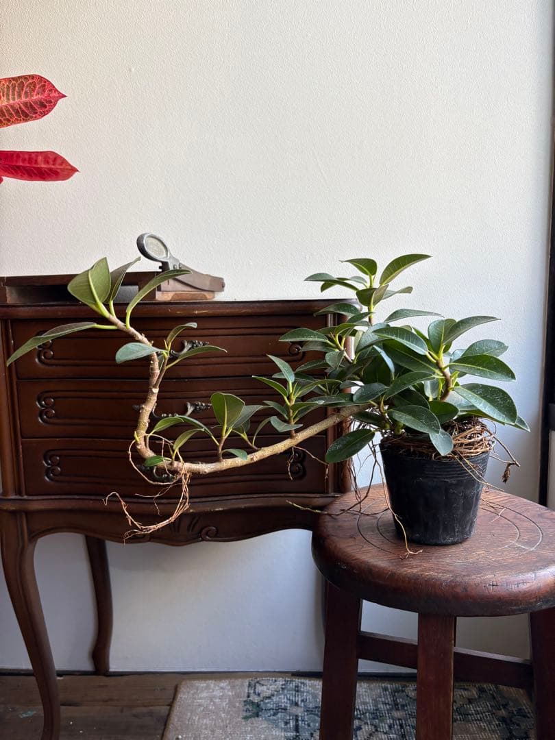 その他観葉植物 kana