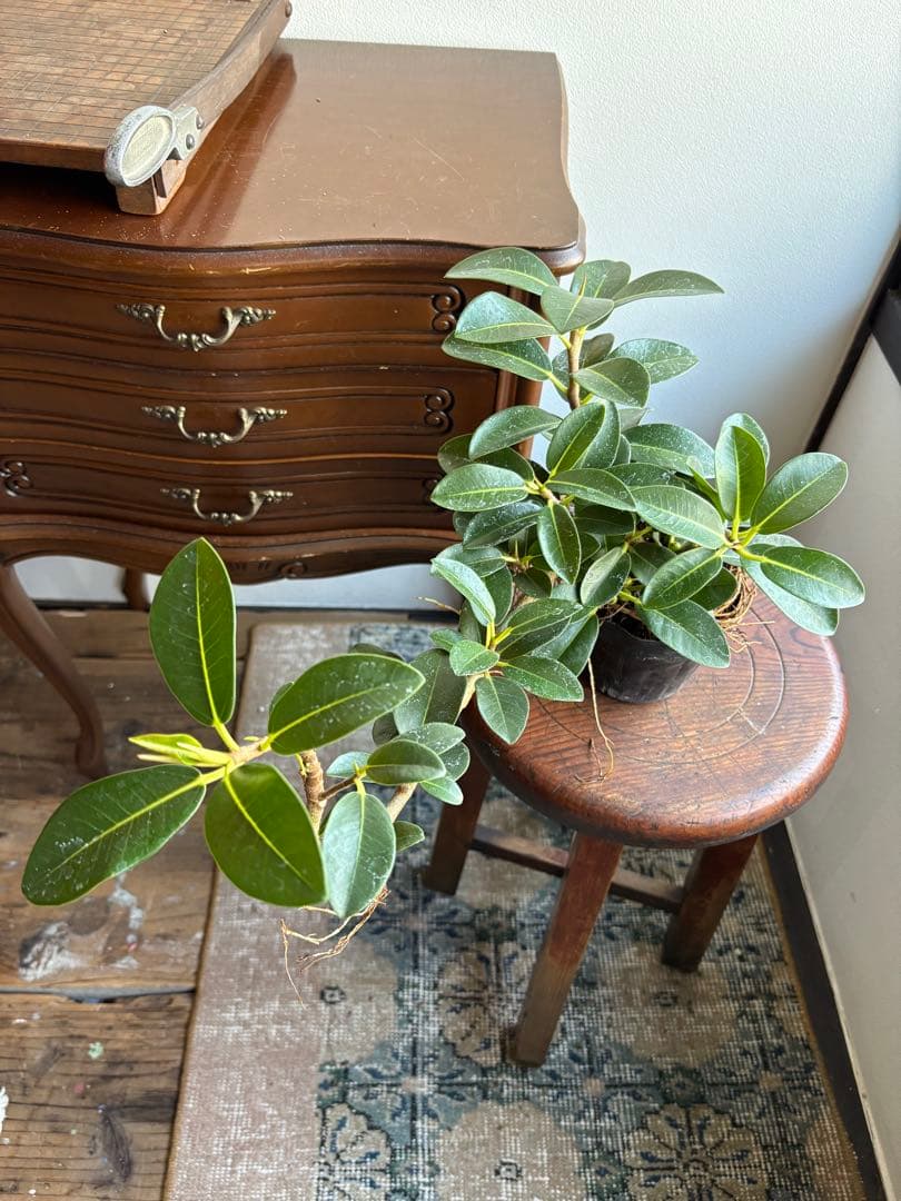 その他観葉植物 kana