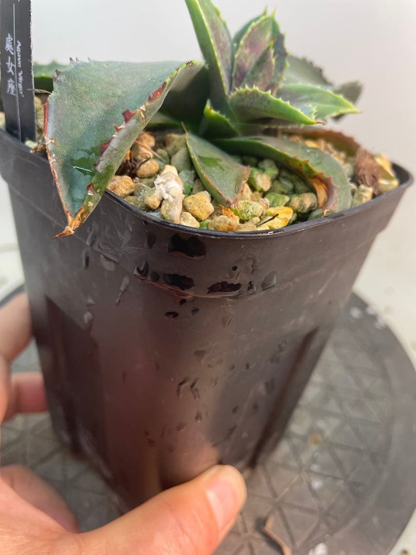 アガベ　ハイブリッド　處女座　台湾由来　スポット　連棘　大きめ子株