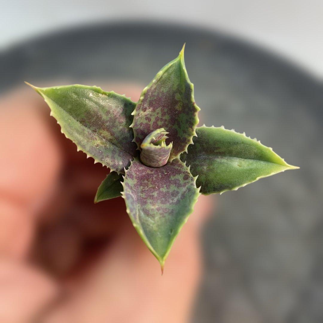 アガベ　ハイブリッド　處女座　台湾由来　スポット　連棘　大きめ子株