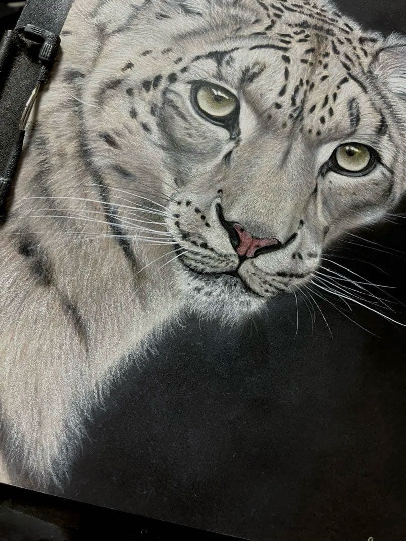 【こうちゃん】ユキヒョウ　絵画