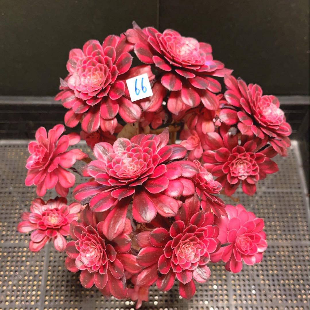 66#多肉植物アエオニウム錦❤️かぐや❤️15頭24cm鉢土付き出荷訳あり