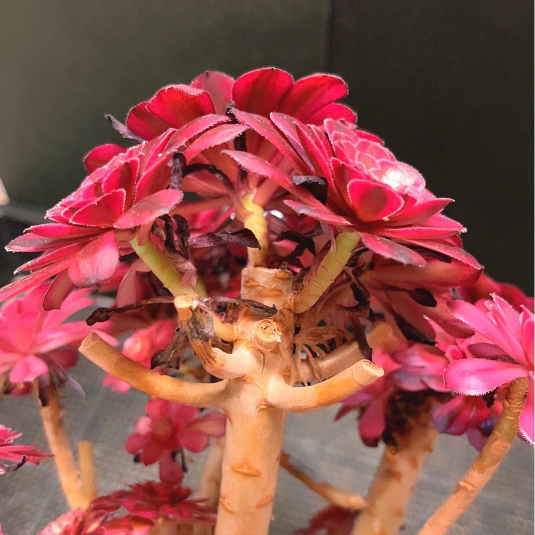 66#多肉植物アエオニウム錦❤️かぐや❤️15頭24cm鉢土付き出荷訳あり