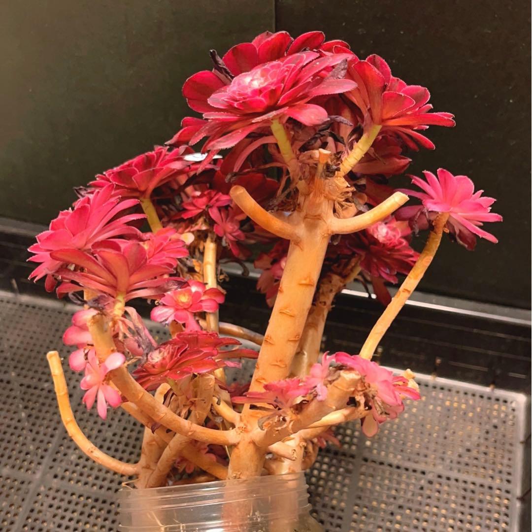 66#多肉植物アエオニウム錦❤️かぐや❤️15頭24cm鉢土付き出荷訳あり