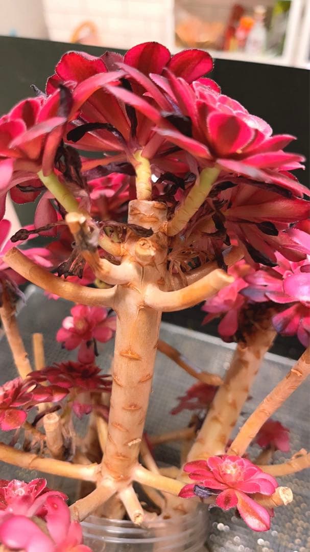 66#多肉植物アエオニウム錦❤️かぐや❤️15頭24cm鉢土付き出荷訳あり