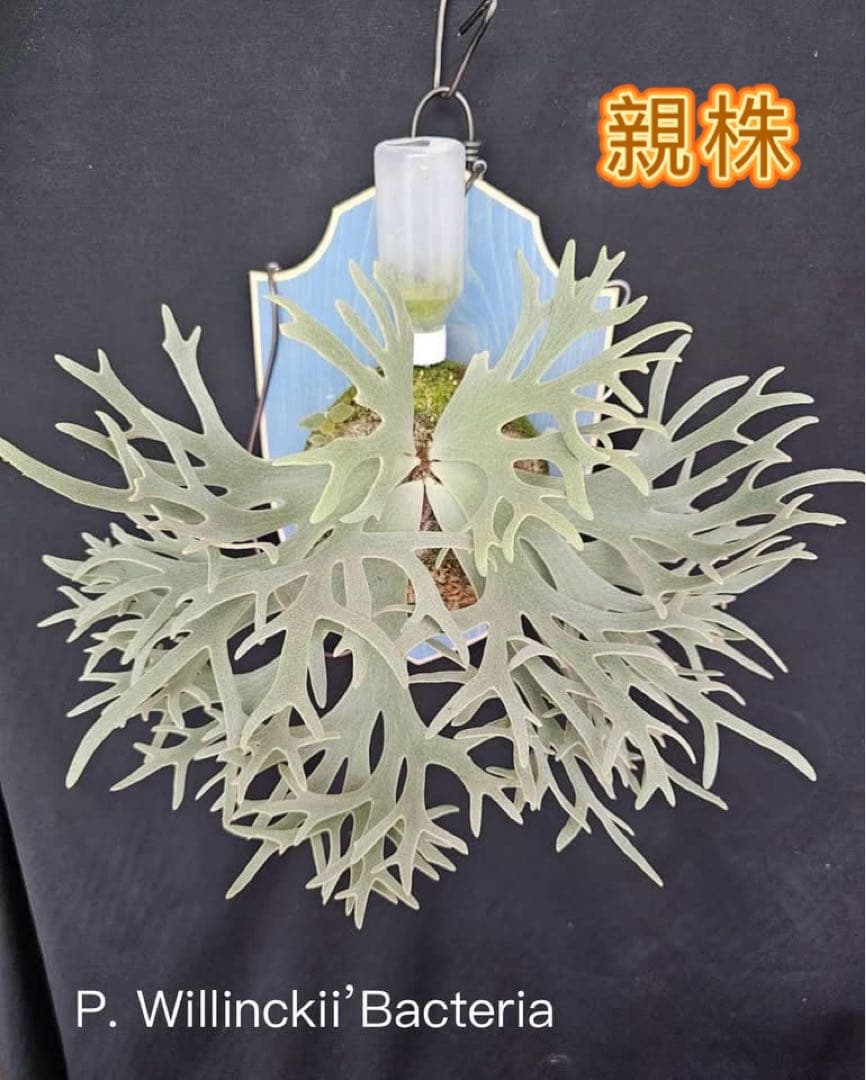 ビカクシダP. Bacteria x OMG sporeling mix