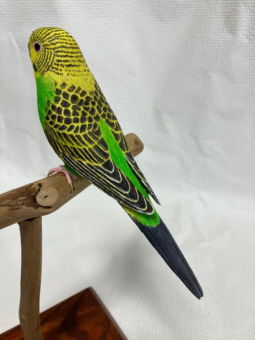 バードカービング(セキセイインコ)