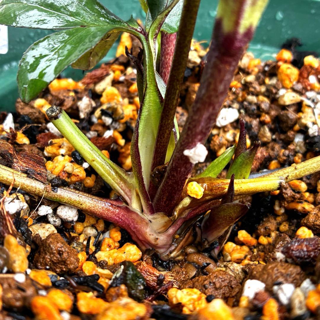 3717☘️タグ付き☘️⭐️ポーセリン⭐️小輪⭐️コンパクト⭐️大木ナーセリー⭐️