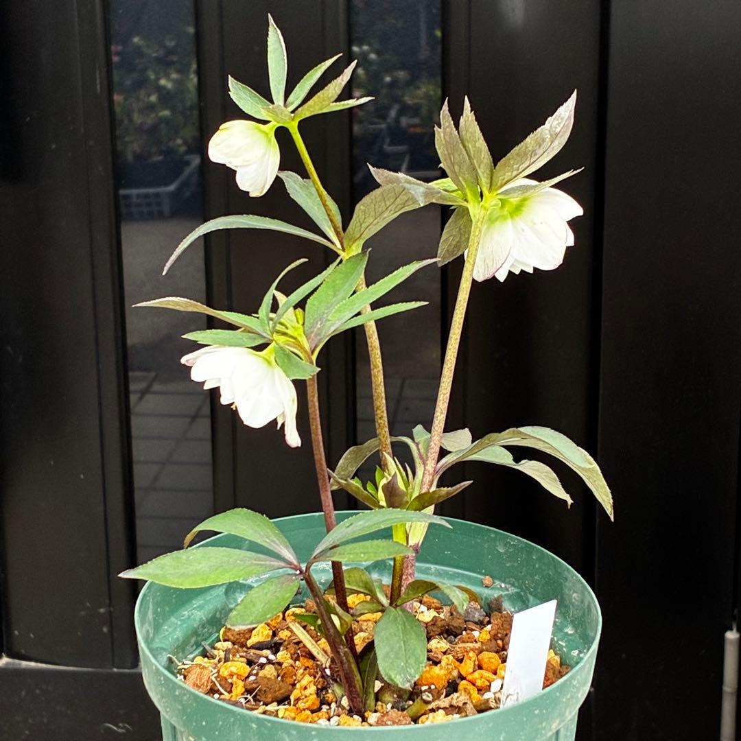 3717☘️タグ付き☘️⭐️ポーセリン⭐️小輪⭐️コンパクト⭐️大木ナーセリー⭐️