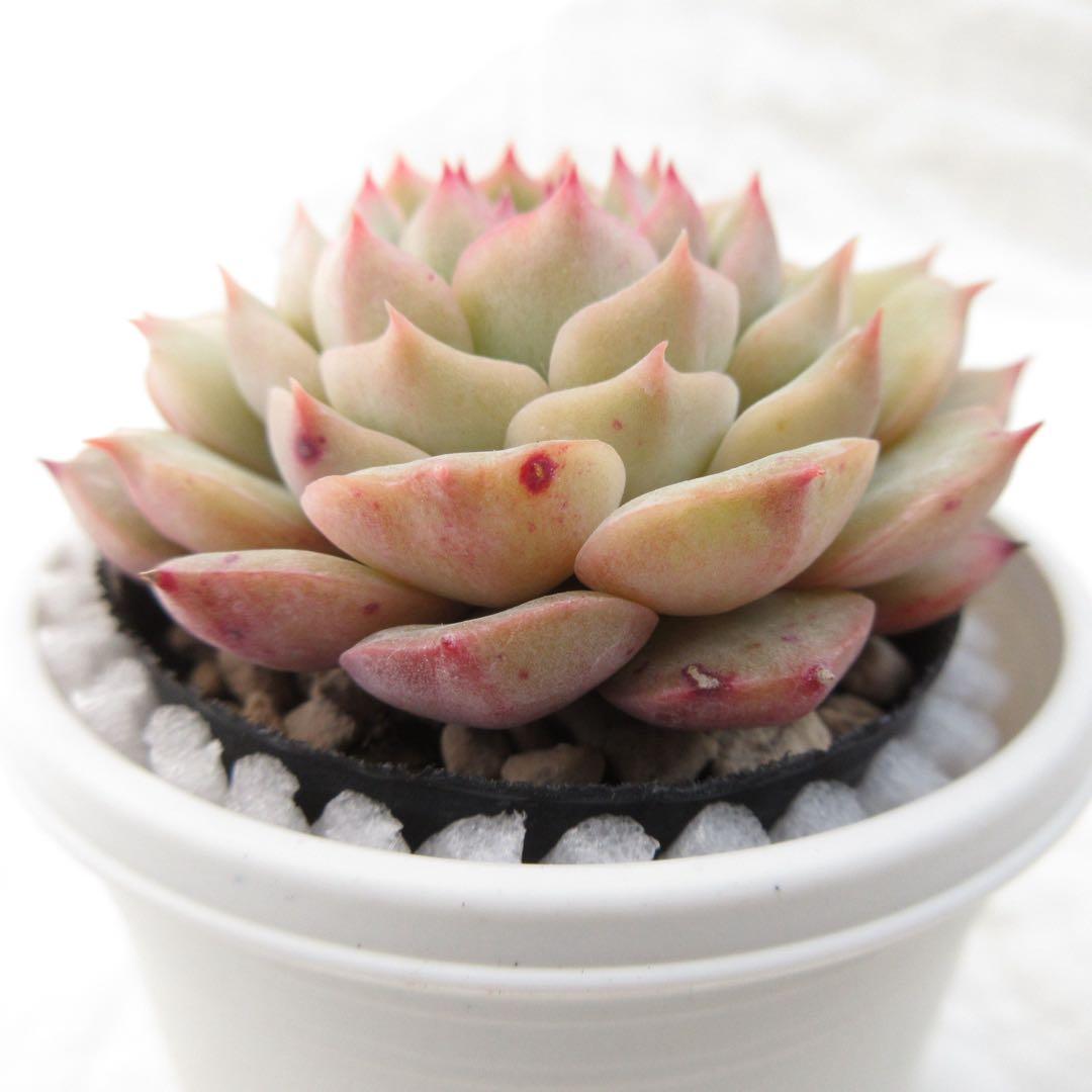 ドンド×プレリンゼ 実生苗 多肉植物 エケベリア
