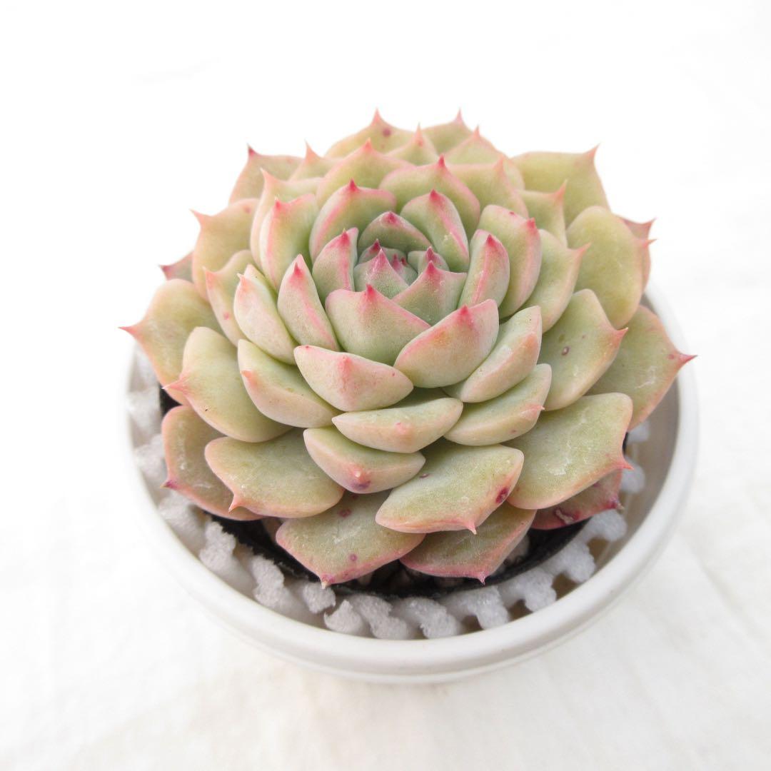 ドンド×プレリンゼ 実生苗 多肉植物 エケベリア