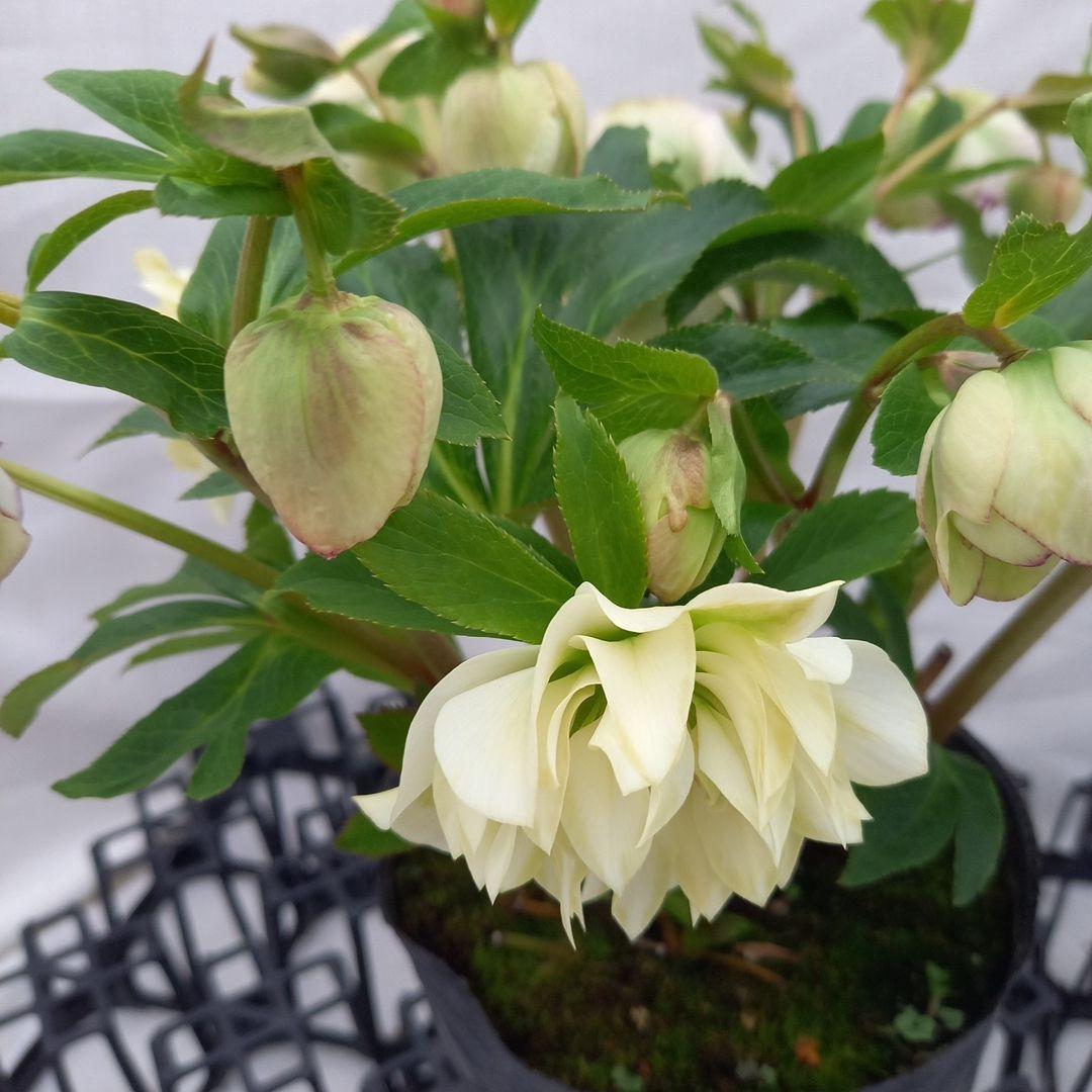 火曜日まで！値下げ！つぼみいっぱい！花束みたい！クリスマスローズ、大苗、開花株