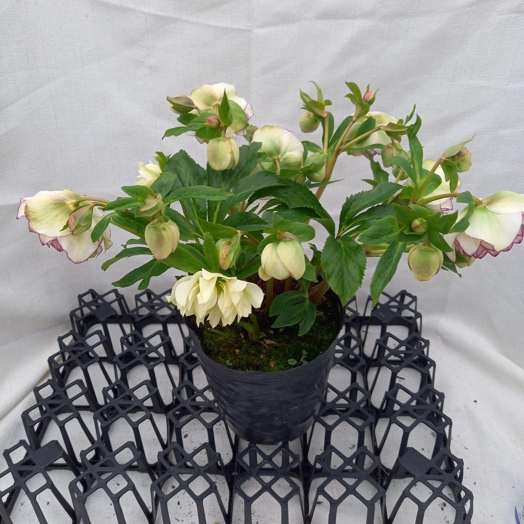 火曜日まで！値下げ！つぼみいっぱい！花束みたい！クリスマスローズ、大苗、開花株