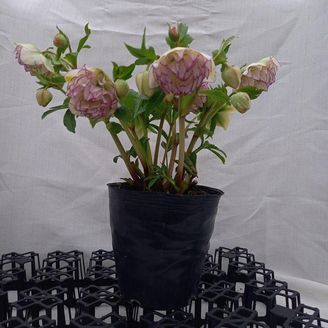 火曜日まで！値下げ！つぼみいっぱい！花束みたい！クリスマスローズ、大苗、開花株