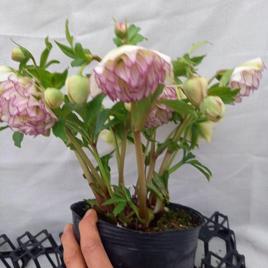 火曜日まで！値下げ！つぼみいっぱい！花束みたい！クリスマスローズ、大苗、開花株