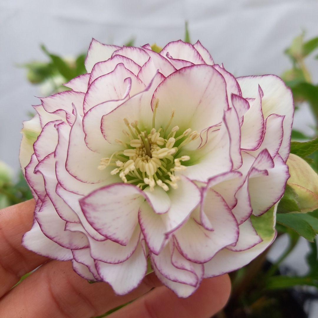 火曜日まで！値下げ！つぼみいっぱい！花束みたい！クリスマスローズ、大苗、開花株
