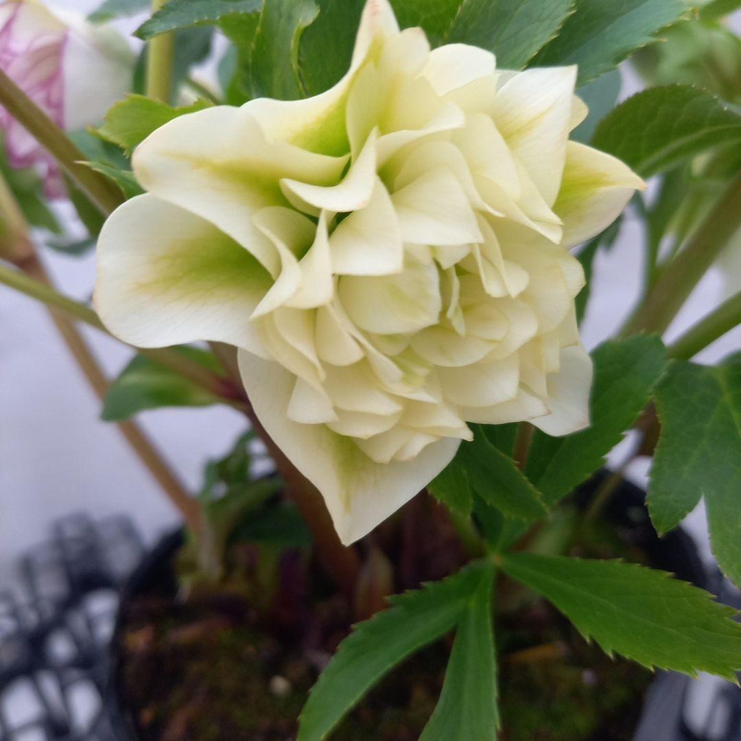 火曜日まで！値下げ！つぼみいっぱい！花束みたい！クリスマスローズ、大苗、開花株