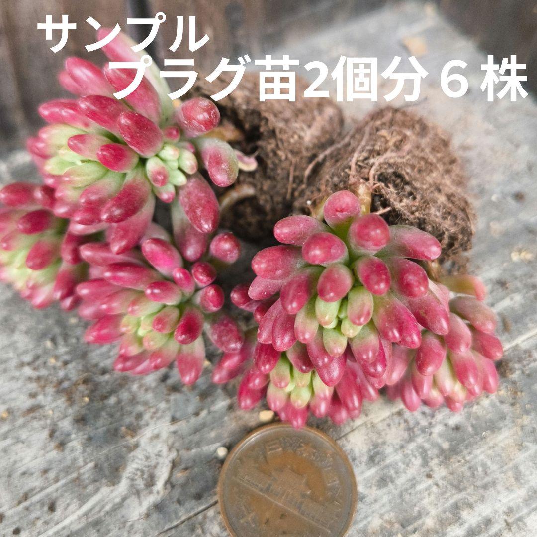 ✅️虹の玉錦（オーロラ）セダム属　しっかり根付プラグ苗　ランダム2個分６株