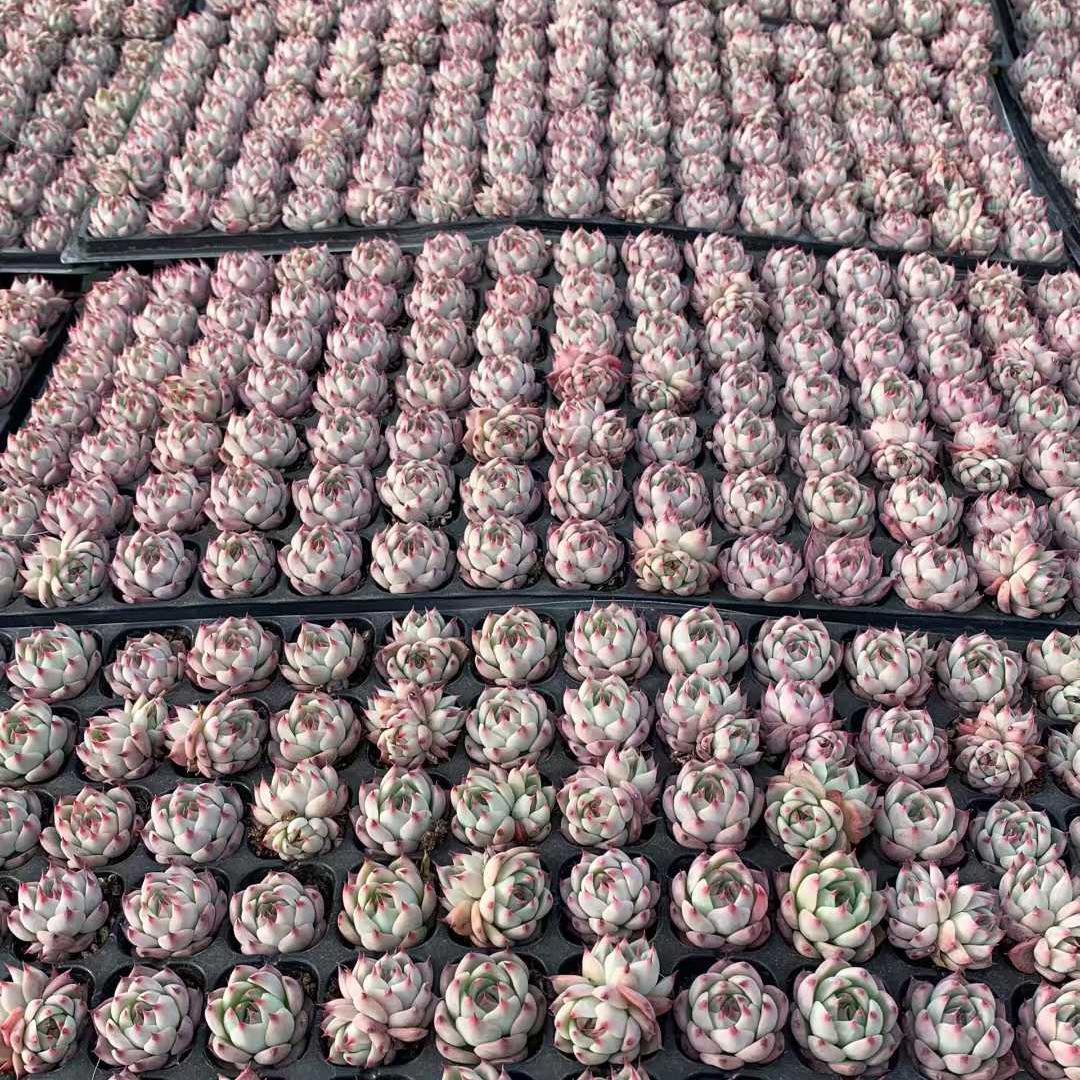 Top【選抜株】　多肉植物　25403チワワエンシス　105個　プラグトレー苗