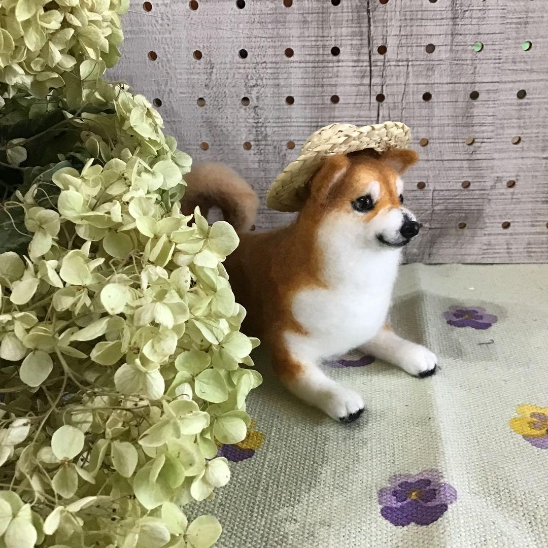 怒る柴犬❗️（夏仕様）
