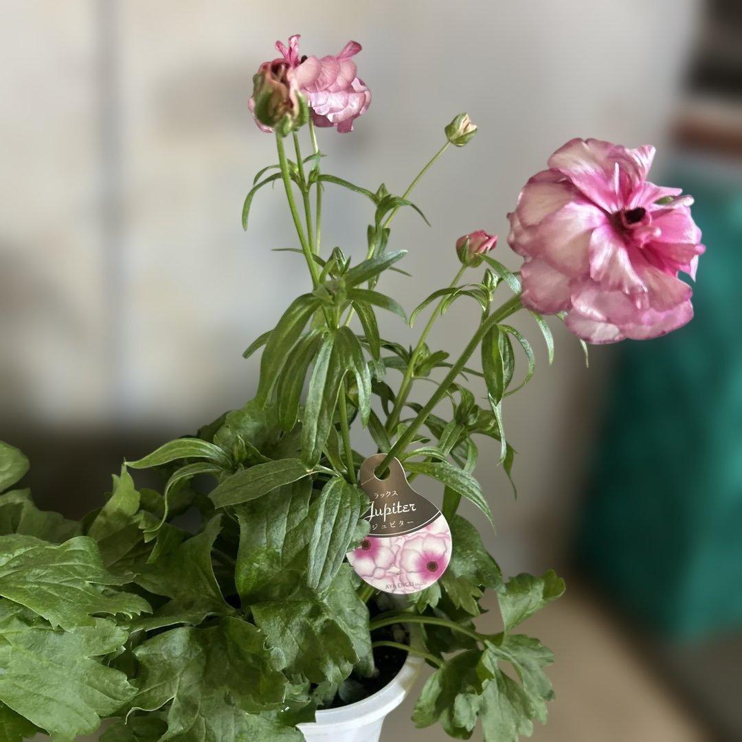 ラナンキュラス苗　ラナンキュラスラックス　ジュピター　アリアドネ　3鉢価格