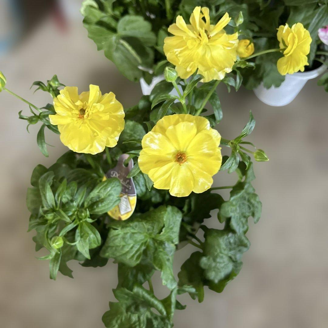 ラナンキュラス苗　ラナンキュラスラックス　ジュピター　アリアドネ　3鉢価格