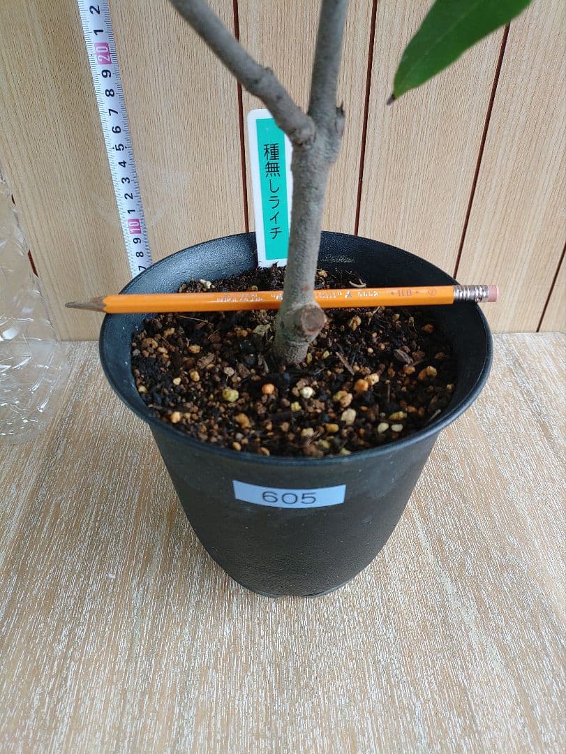 種無しライチ取り木苗　605