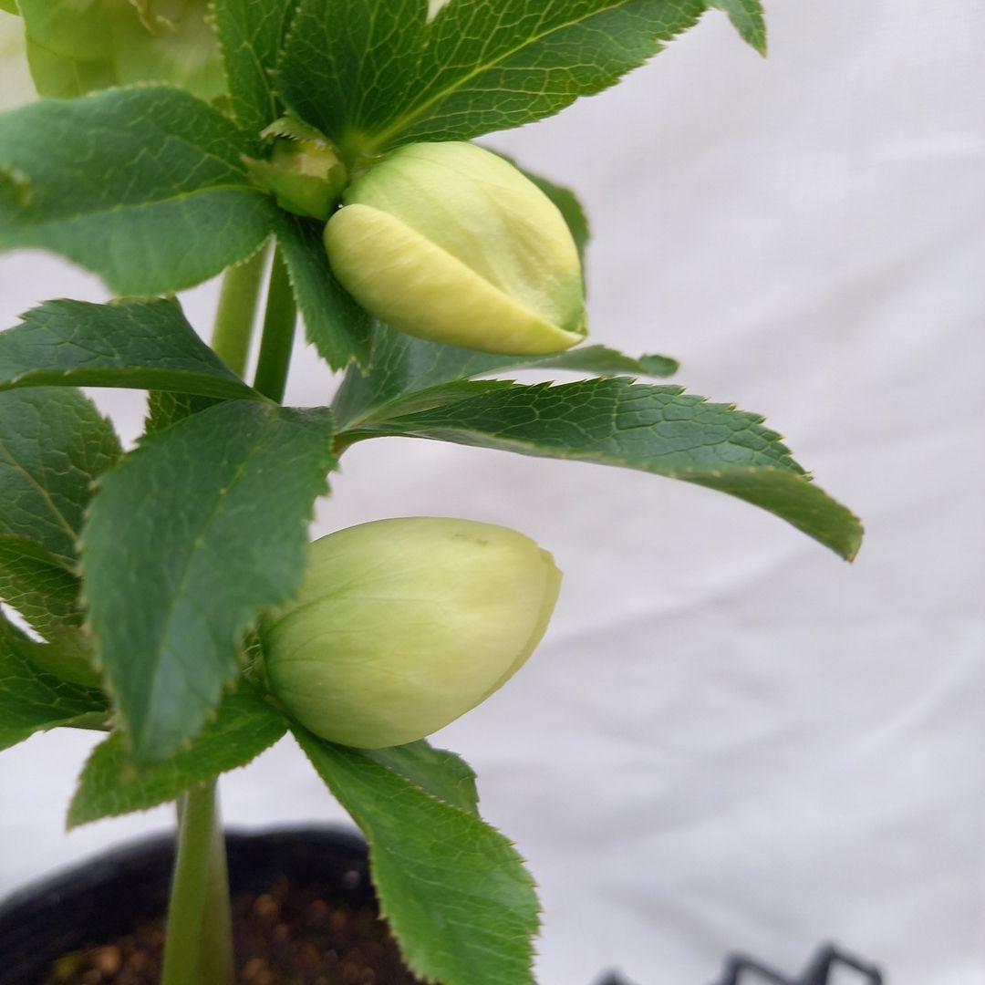 専用、人気のグリーンリップ濃淡2種植え♪クリスマスローズ、大苗、開花株