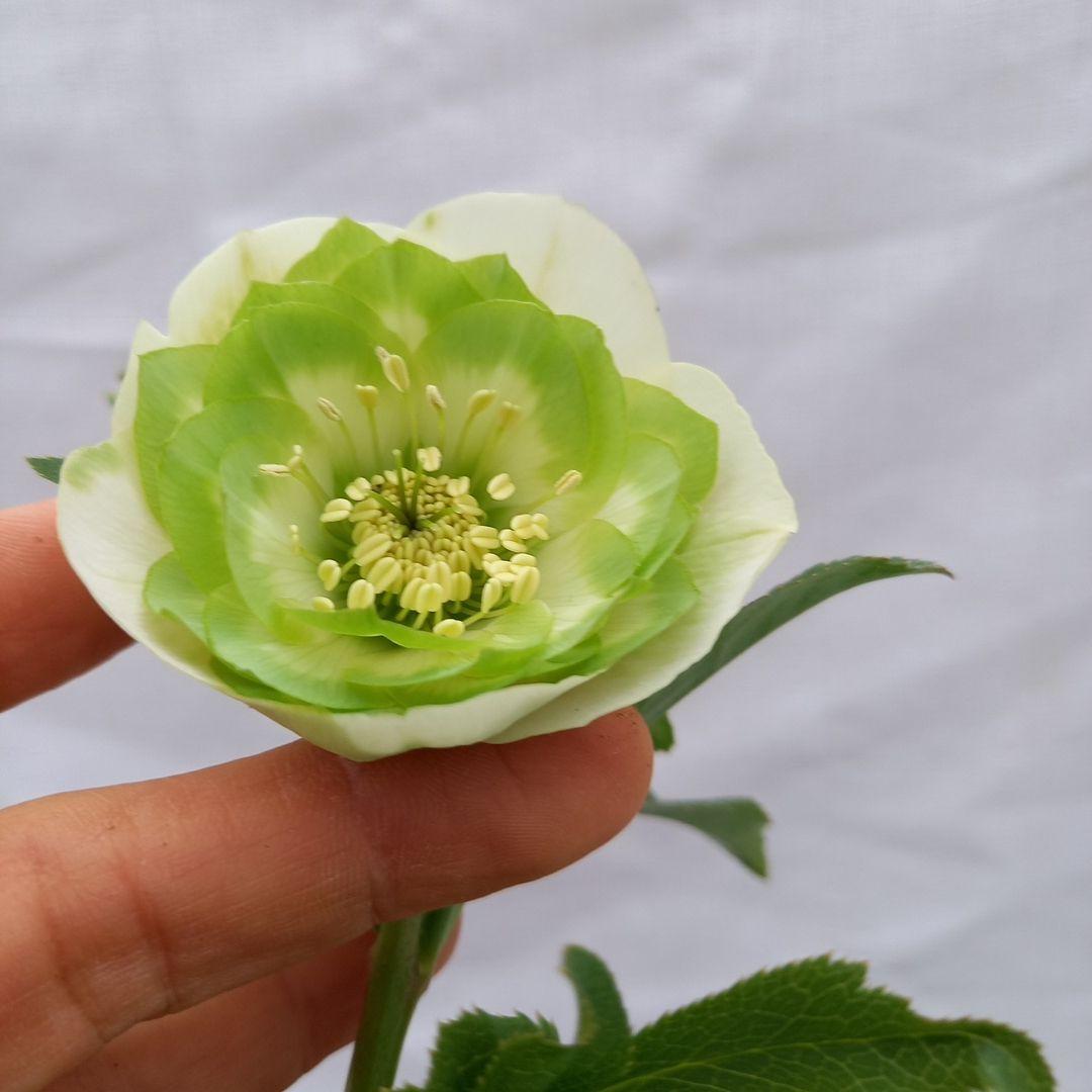 専用、人気のグリーンリップ濃淡2種植え♪クリスマスローズ、大苗、開花株