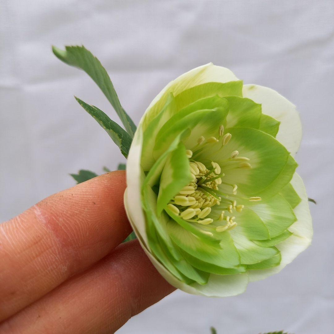 専用、人気のグリーンリップ濃淡2種植え♪クリスマスローズ、大苗、開花株