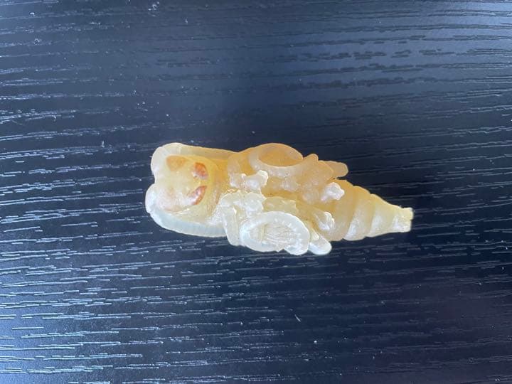 カミキリムシ　サナギ　フィギュア