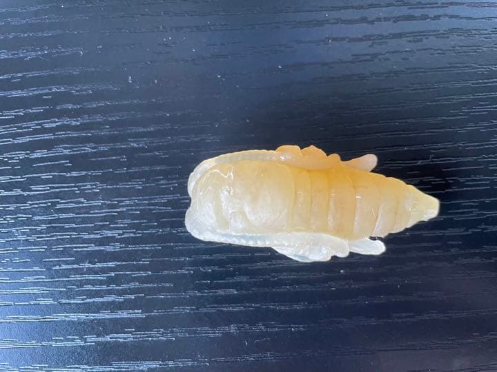 カミキリムシ　サナギ　フィギュア
