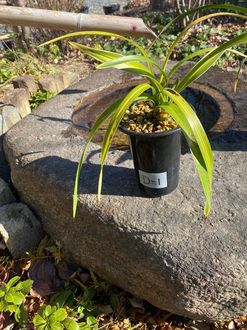 キンリョウヘン花芽付き2鉢 日本蜜蜂の蜜蝋サービス付き