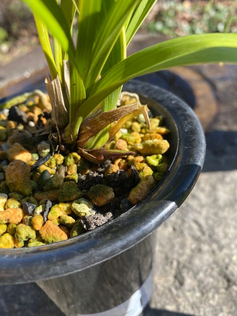 キンリョウヘン花芽付き2鉢 日本蜜蜂の蜜蝋サービス付き